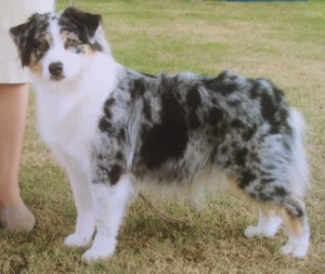 Australian shepherd kennels sale